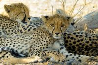 Geparden - Mutter mit dreimal Nachwuchs (1)