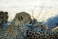 Geparden - Mutter mit dreimal Nachwuchs (2)