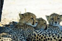 Geparden - Mutter mit dreimal Nachwuchs (3)