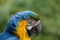 Macaw 3 (Kopie)