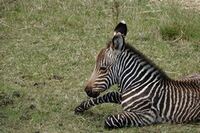 Safari Zebra jung 1 (Kopie)